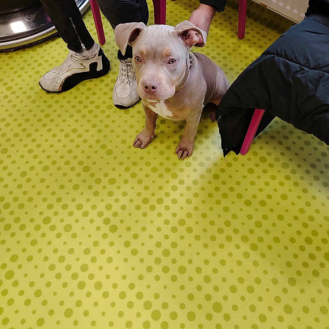 Bella