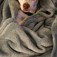 Sparky is registered to the contest to win money with this photo: dog, blanket, cozy, fur, pet, wrapped, cute, indoor, soft, comfort, bed, animal, small_dog, ears, face, expression, resting, warm, domestic, portrait