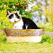 Aurora is registered to the contest to win money with this photo: cat, black_and_white, hat, bonnet, flower, golden_tub, garden, greenery, grass, outdoor, curious, pet, animal, whiskers, ears, feline, sitting, wide_eyes, decorative, nature