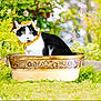 cat, black_and_white, hat, bonnet, flower, golden_tub, garden, greenery, grass, outdoor, curious, pet, animal, whiskers, ears, feline, sitting, wide_eyes, decorative, nature