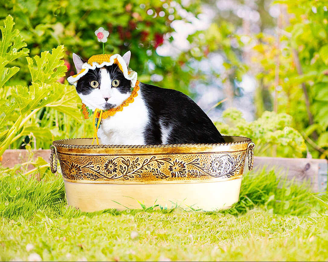 Aurora is registered to the contest to win money with this photo: cat, black_and_white, hat, bonnet, flower, golden_tub, garden, greenery, grass, outdoor, curious, pet, animal, whiskers, ears, feline, sitting, wide_eyes, decorative, nature