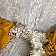 Tchoupi participe au concours pour gagner de l'argent avec cette photo : cat, fluffy, long_hair, couch, white, yellow, pillow, blanket, relaxed, indoor, pet, feline, cozy, fur, sleepy, home, comfort, animal, resting, cute