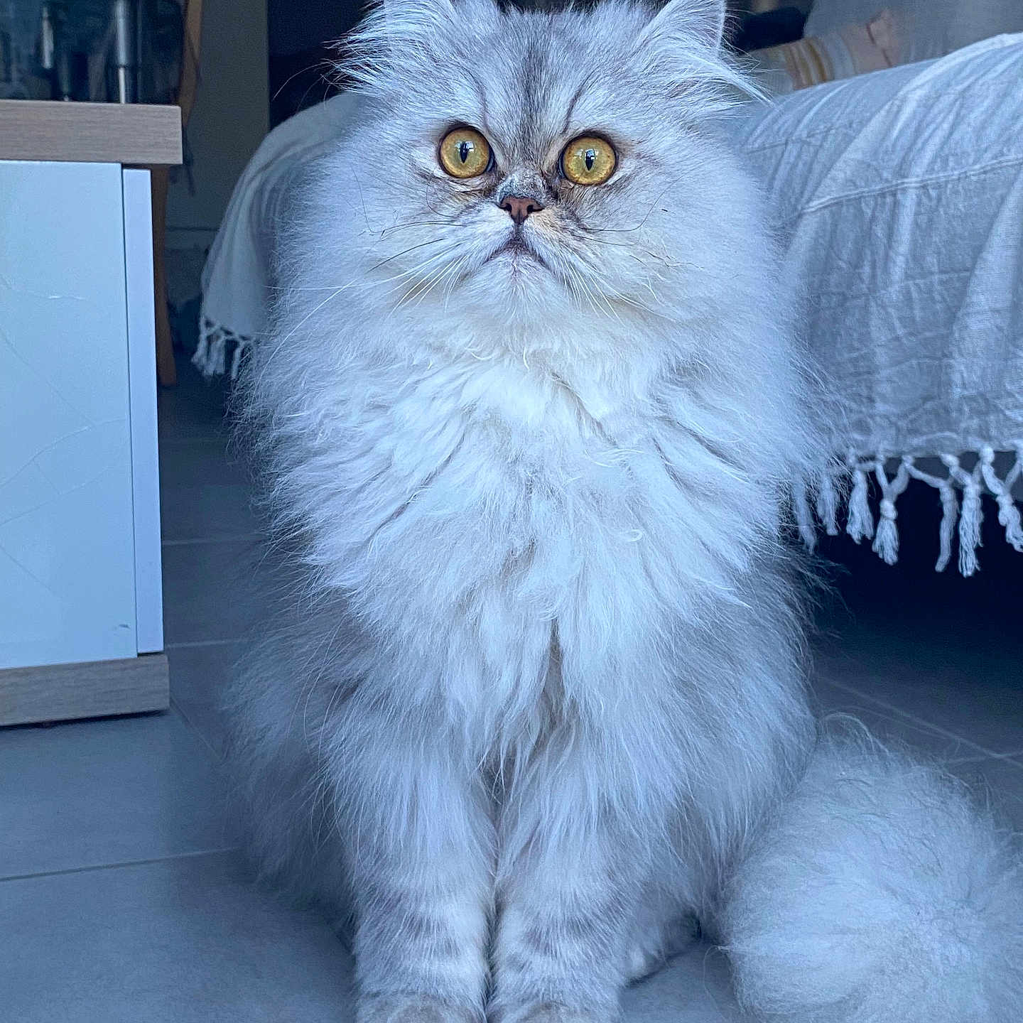 Tchoupi a rejoint le concours — aidez-le/la à gagner de superbes lots ! animal, cat, cozy, curious, cute, domestic, feline, floor, fluffy, fur, home, indoor, mammal, pet, portrait, sitting, tabby, tail, whiskers, wide_eyes