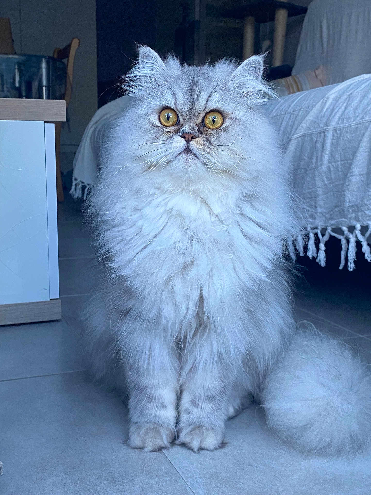 Tchoupi a rejoint le concours — aidez-le/la à gagner de superbes lots ! cat, fluffy, indoor, wide_eyes, sitting, curious, feline, pet, fur, tail, floor, home, cozy, domestic, animal, mammal, portrait, cute, whiskers, tabby