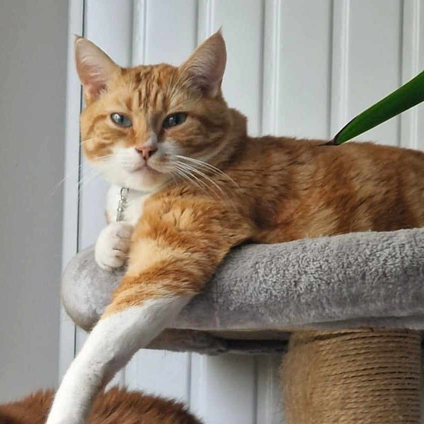 Orangina participe au concours pour gagner de l'argent avec cette photo : abyssinian, angora, animal, cat, door, egyptiancat, kitten, manx, pet