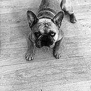 Youky a rejoint le concours — aidez-le/la à gagner de superbes lots ! dog, french_bulldog, pet, animal, floor, wooden_floor, indoor, black_and_white, portrait, looking_up, ears, paws, canine, mammal, companion, domestic_animal, cute, face, expression, laying_down