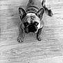 dog, french_bulldog, pet, animal, floor, wooden_floor, indoor, black_and_white, portrait, looking_up, ears, paws, canine, mammal, companion, domestic_animal, cute, face, expression, laying_down