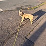 Youky participe au concours pour gagner de l'argent avec cette photo : dog, french_bulldog, leash, pavement, shadow, sidewalk, street, sunlight, outdoor, pet, canine, road, vehicle, red_car, animal, walking, urban, daytime, small_dog, looking_back