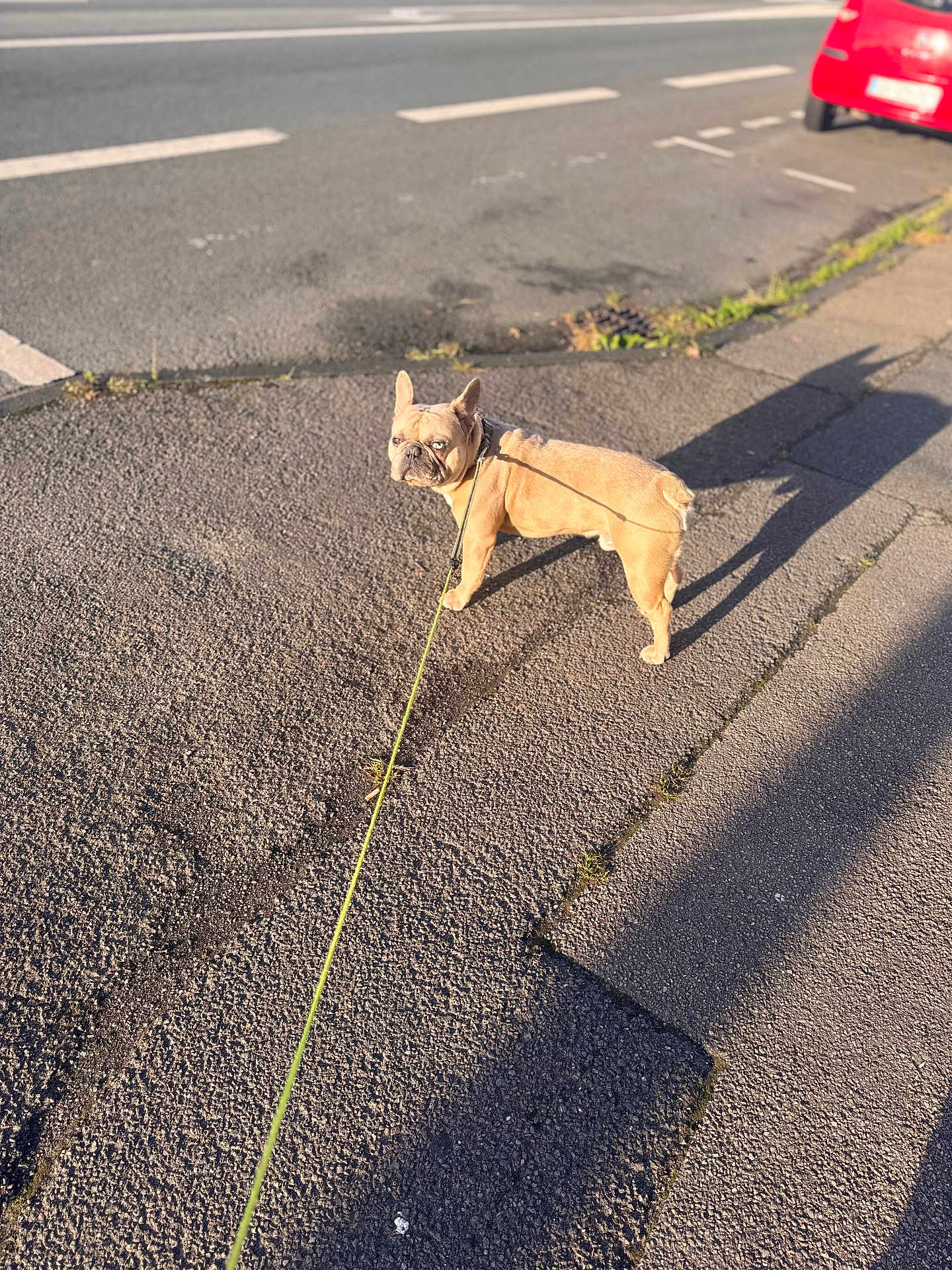 Youky participe au concours pour gagner de l'argent avec cette photo : dog, french_bulldog, leash, pavement, shadow, sidewalk, street, sunlight, outdoor, pet, canine, road, vehicle, red_car, animal, walking, urban, daytime, small_dog, looking_back