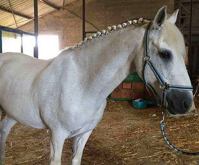 Jigger participe au concours pour gagner de l'argent avec cette photo : bridle, foal, halter, horse, horse_harness, horse_like_mammal, horse_supplies, horse_tack, livestock, mane, mare, mustang_horse, pack_animal, rein, saddle, snout, stallion