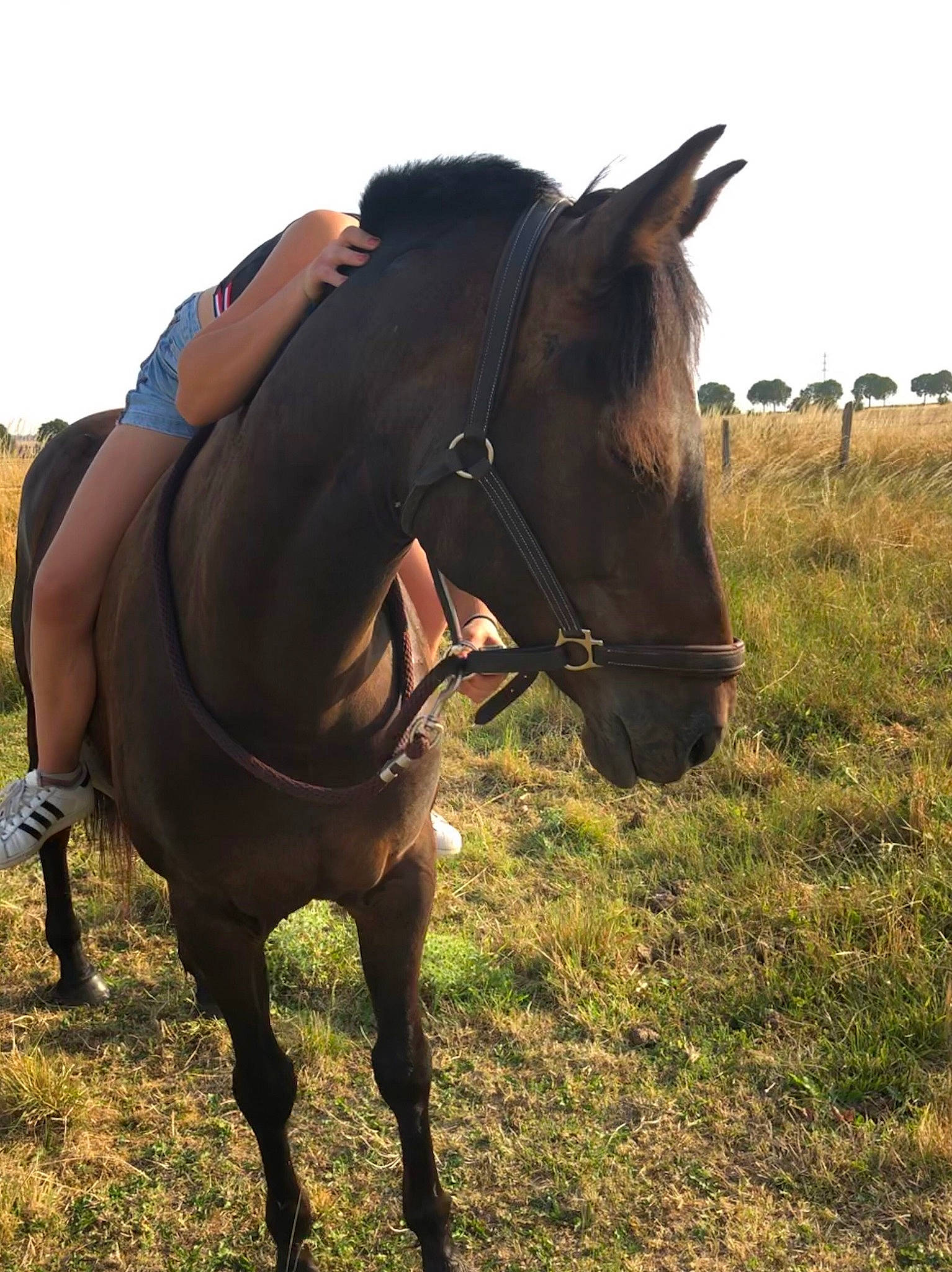 Dahlia a rejoint le concours — aidez-le/la à gagner de superbes lots ! bridle, grassland, horse, horse_supplies, horse_tack, landscape, liver, livestock, mammal, mane, mare, mustang_horse, pack_animal, pasture, recreation, rein, sorrel, stallion, vertebrate, working_animal