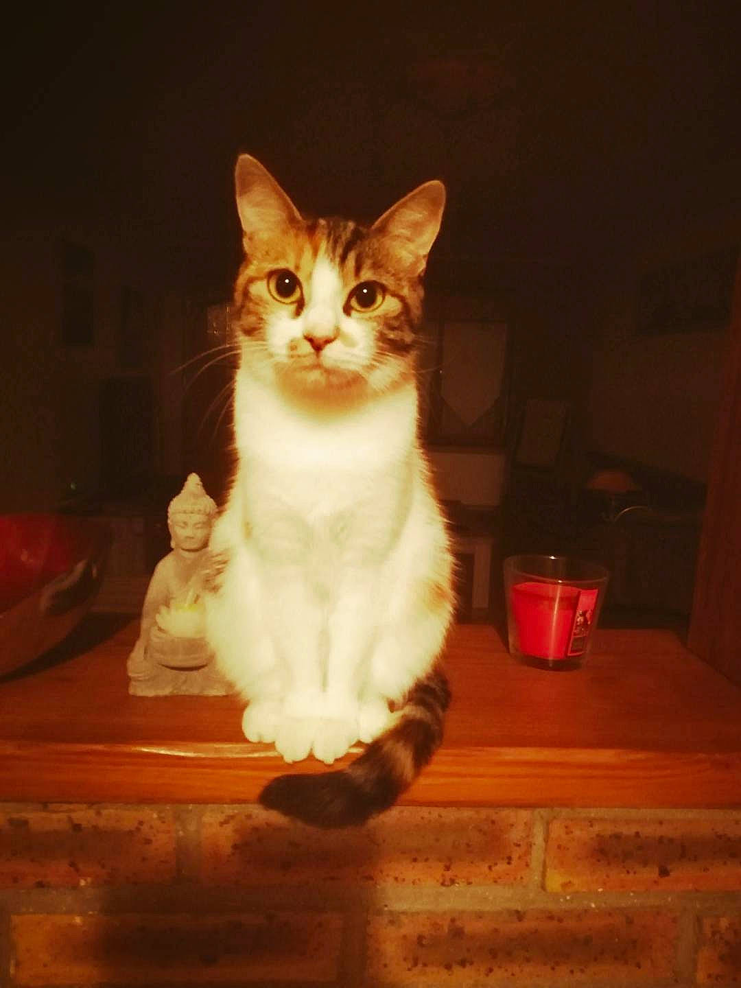 Nina a rejoint le concours — aidez-le/la à gagner de superbes lots ! aegean_cat, american_wirehair, blurred, carnivoran, cat, cat_like_mammal, domestic_short_haired_cat, kitten, person, small_to_medium_sized_cats, whiskers