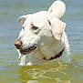 Aspen is registered to the contest to win money with this photo: dog, white_dog, water, wet, animal, pet, outdoor, nature, lake, fur, collar, canine, muzzle, ears, tail, portrait, side_view, reflection, daylight, close_up