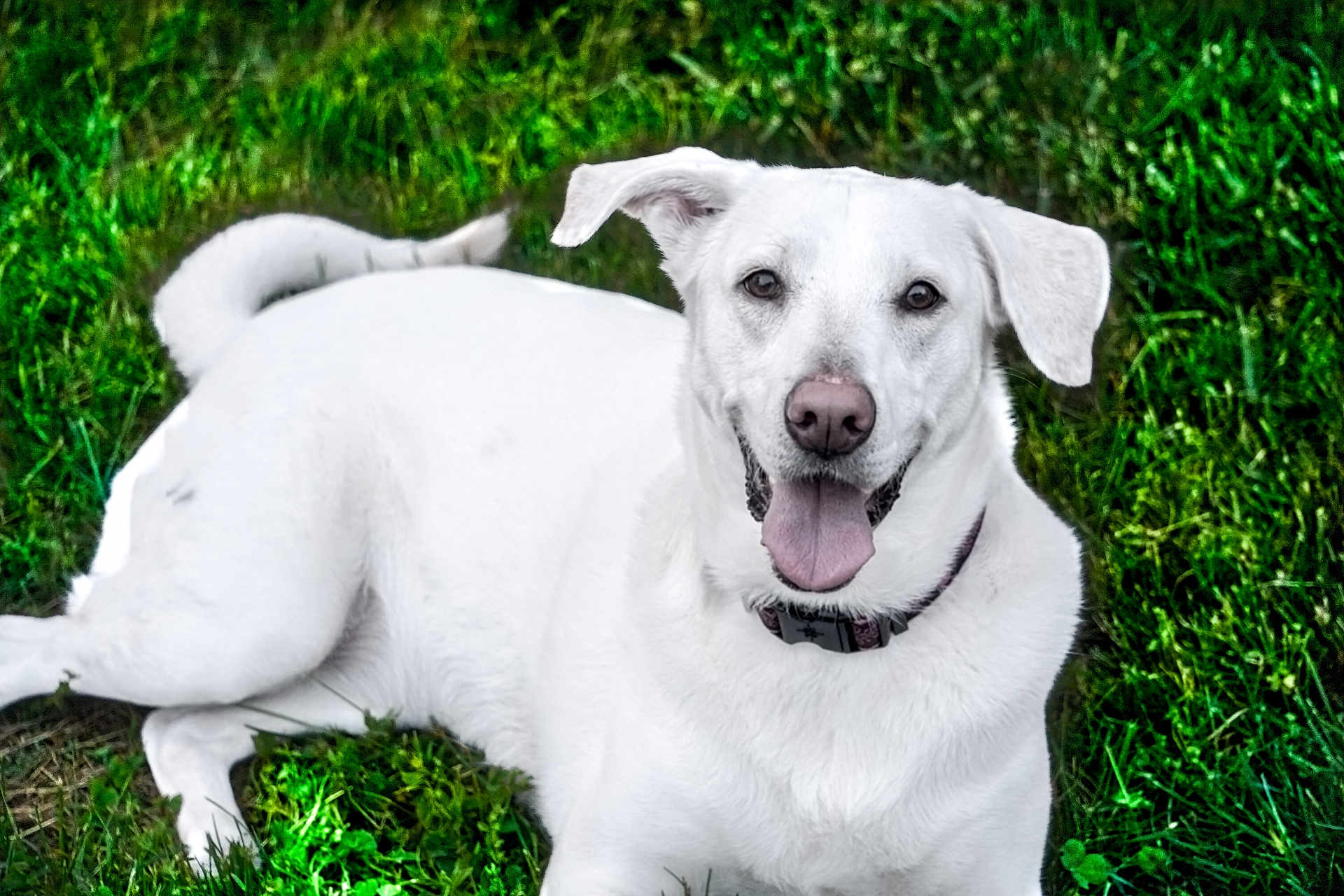 Aspen joined the competition — help win amazing prizes! dog, white_dog, grass, outdoor, pet, animal, happy, tongue_out, collar, ears, canine, nature, lying_down, playful, friendly, summer, cute, mammal, green, daylight