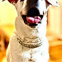 dog, white_dog, close_up, tongue_out, collar, pet, indoor, blurred_background, happy, canine, fur, ears, animal, companion, cute, domestic, friendly, portrait, mammal, playful