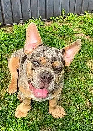 Samson joined the competition — help win amazing prizes! canidae, carnivore, companion_dog, dog, dog_breed, fawn, fence, grass, guard_dog, herding_dog, home_fencing, molosser, non_sporting_group, plant, snout, sporting_group, terrestrial_animal, whiskers, working_dog, wrinkle