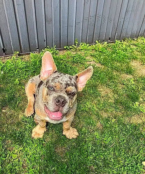 Samson joined the competition — help win amazing prizes! canidae, carnivore, companion_dog, dog, dog_breed, dog_clothes, eye, fawn, fence, grass, groundcover, lawn, molosser, plant, snout, sporting_group, terrestrial_animal, toy_dog, whiskers, working_animal