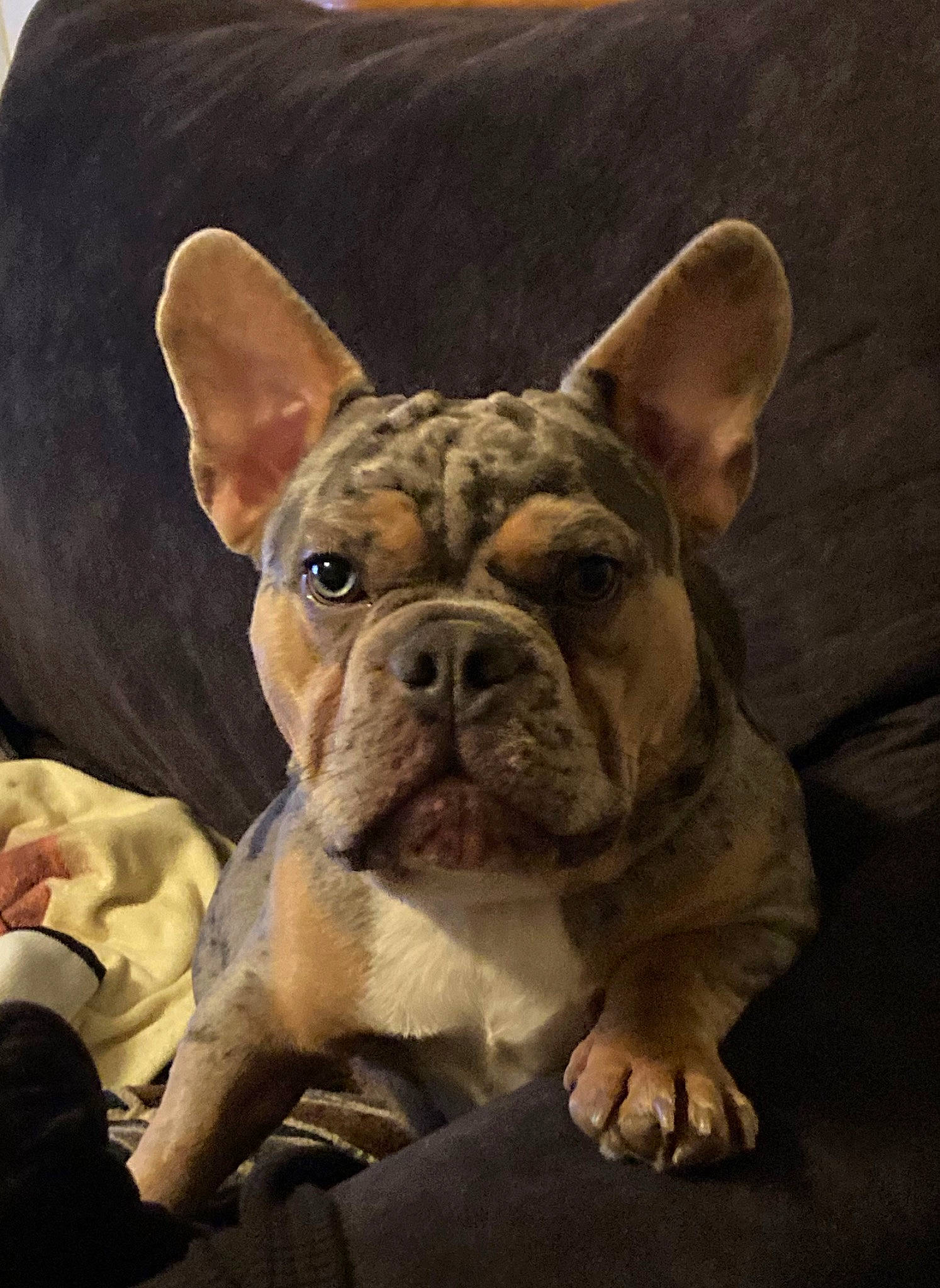 Samson joined the competition — help win amazing prizes! art, bulldog, canidae, carnivore, comfort, companion_dog, dog, dog_breed, drawing, ear, fawn, french_bulldog, illustration, painting, snout, terrestrial_animal, toy_dog, whiskers, working_animal, wrinkle