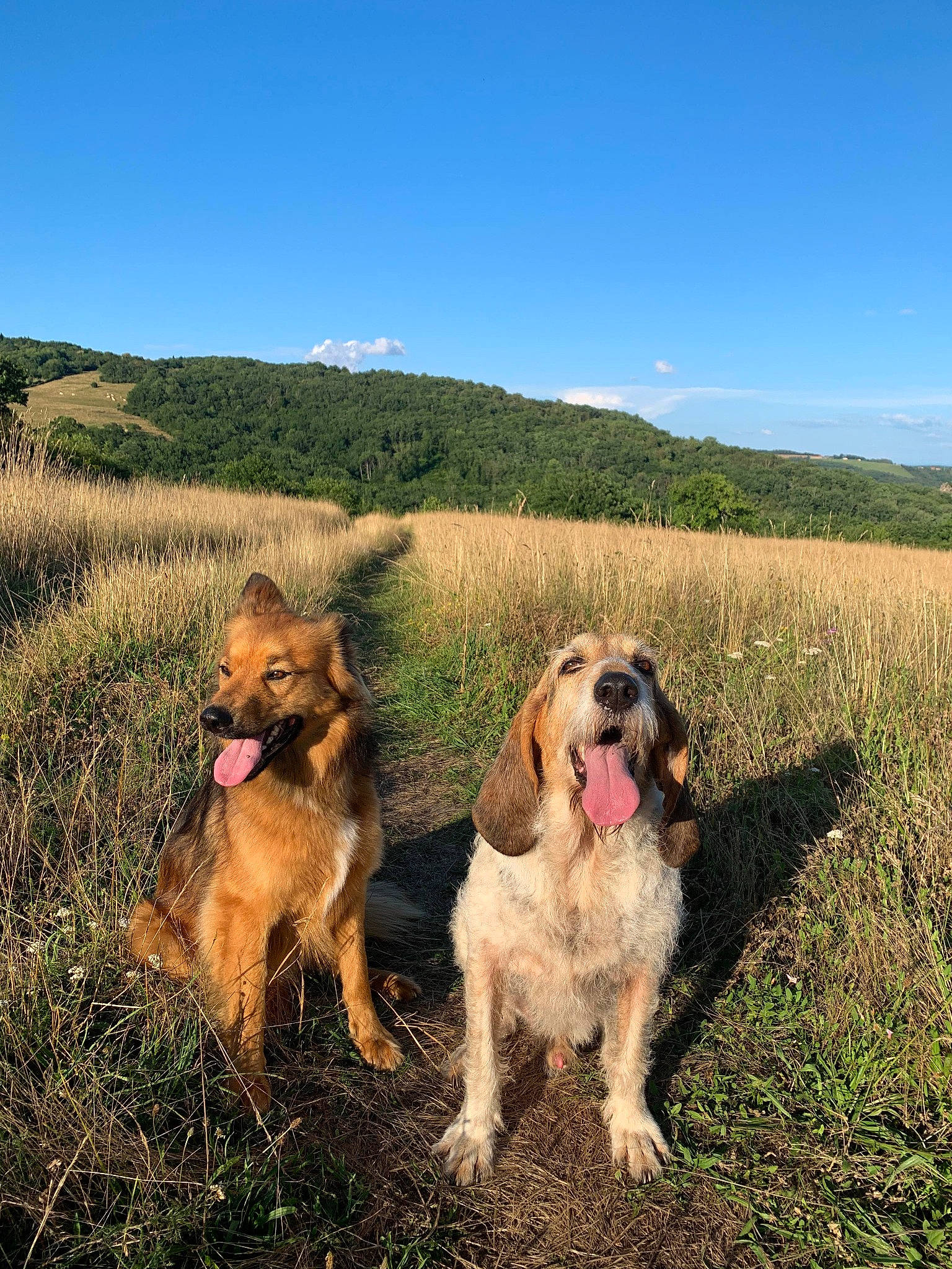 Ryuk a rejoint le concours — aidez-le/la à gagner de superbes lots ! carnivore, cloud, companion_dog, dog, dog_breed, fawn, grass, grassland, gun_dog, happy, hill, landscape, mammal, plant, prairie, retriever, sky, soil, tree, vertebrate