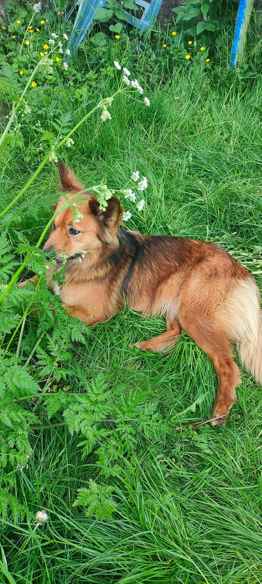 Ryuk a rejoint le concours — aidez-le/la à gagner de superbes lots ! canidae, carnivore, dog_breed, fawn, fur, grass, grassland, groundcover, liver, livestock, pack_animal, pasture, plant, snout, tail, terrestrial_animal, terrestrial_plant, whiskers, wildlife, working_animal