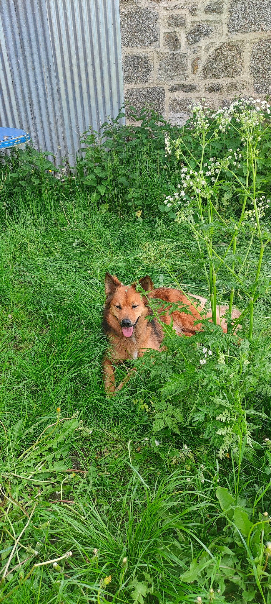 Ryuk participe au concours pour gagner de l'argent avec cette photo : carnivore, companion_dog, dog, dog_breed, fawn, fence, flower, garden, grass, grassland, groundcover, herbaceous_plant, lawn, liver, plant, shrub, sporting_group, tail, terrestrial_animal, yard