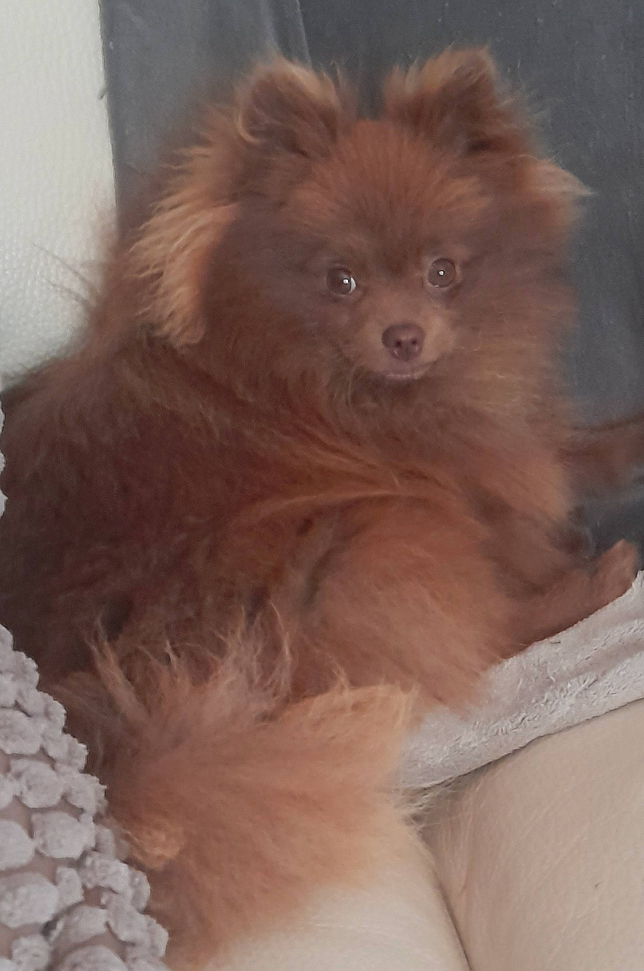 Shoko a rejoint le concours — aidez-le/la à gagner de superbes lots ! canidae, carnivore, companion_dog, dog, dog_breed, eye, fawn, fur, german_spitz, german_spitz_klein, hair, head, liver, snout, spitz, sporting_group, toy_dog, volpino_italiano, whiskers, working_animal