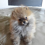 Punky participe au concours pour gagner de l'argent avec cette photo : carnivoran, cat, cat_like_mammal, companion_dog, dog_breed, dog_breed_group, dog_like_mammal, fur, pomeranian, small_to_medium_sized_cats, snout, whiskers