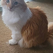 Jucee is registered to the contest to win money with this photo: cat, orange_cat, white_fur, fluffy, carpet, indoor, pet, feline, curious, sitting, litter_box, door, home, animal, cute, fur, whiskers, tail, soft_light, domestic