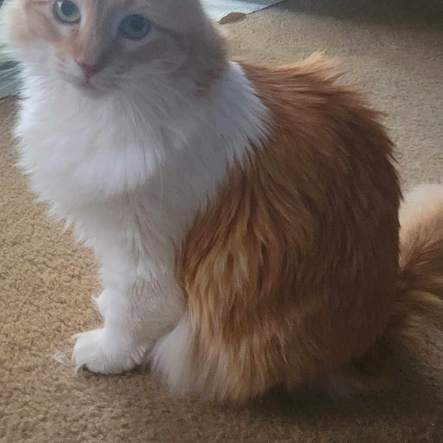 Jucee is registered to the contest to win money with this photo: animal, carpet, cat, curious, cute, domestic, door, feline, fluffy, fur, home, indoor, litter_box, orange_cat, pet, sitting, soft_light, tail, whiskers, white_fur