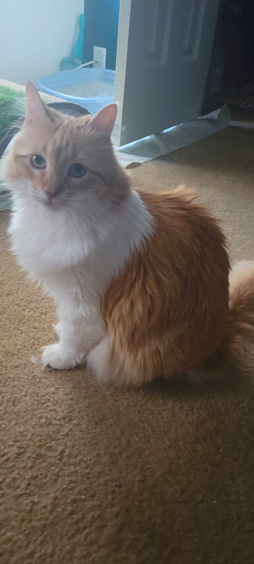 Jucee is registered to the contest to win money with this photo: cat, orange_cat, white_fur, fluffy, carpet, indoor, pet, feline, curious, sitting, litter_box, door, home, animal, cute, fur, whiskers, tail, soft_light, domestic