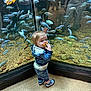 toddler, child, pacifier, aquarium, fish, reflection, glass, water, rocks, blue, curious, shoes, hoodie, socks, floor, indoor, nature, animal, small_person, standing