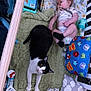 Hunter is registered to the contest to win money with this photo: baby, cat, crib, blanket, pacifier, toy, pillow, baby_shoes, green_blanket, black_and_white_cat, infant, diaper, stuffed_toy, colorful_pillow, baby_clothing, indoor, pet, child, play_area, resting