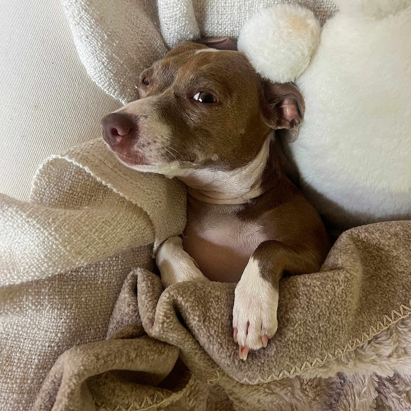 Bella joined the competition — help win amazing prizes! blanket, brown, canine, closeup, comfort, cozy, cute, dog, expression, fur, indoor, paw, pet, relaxed, resting, snuggling, soft, texture, warm, white