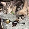 cat, tabby, sleeping, paw, spoon, tablecloth, collar, indoor, pattern, resting, pet, animal, fur, domestic, feline, relaxation, human_leg, foot, closeup, cozy