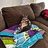cat, tabby_cat, couch, blanket, brown_couch, relaxed, indoor, pet, fur, animal, resting, colorful_blanket, cozy, living_room, furniture, tabby, whiskers, ears, paws, red_bag