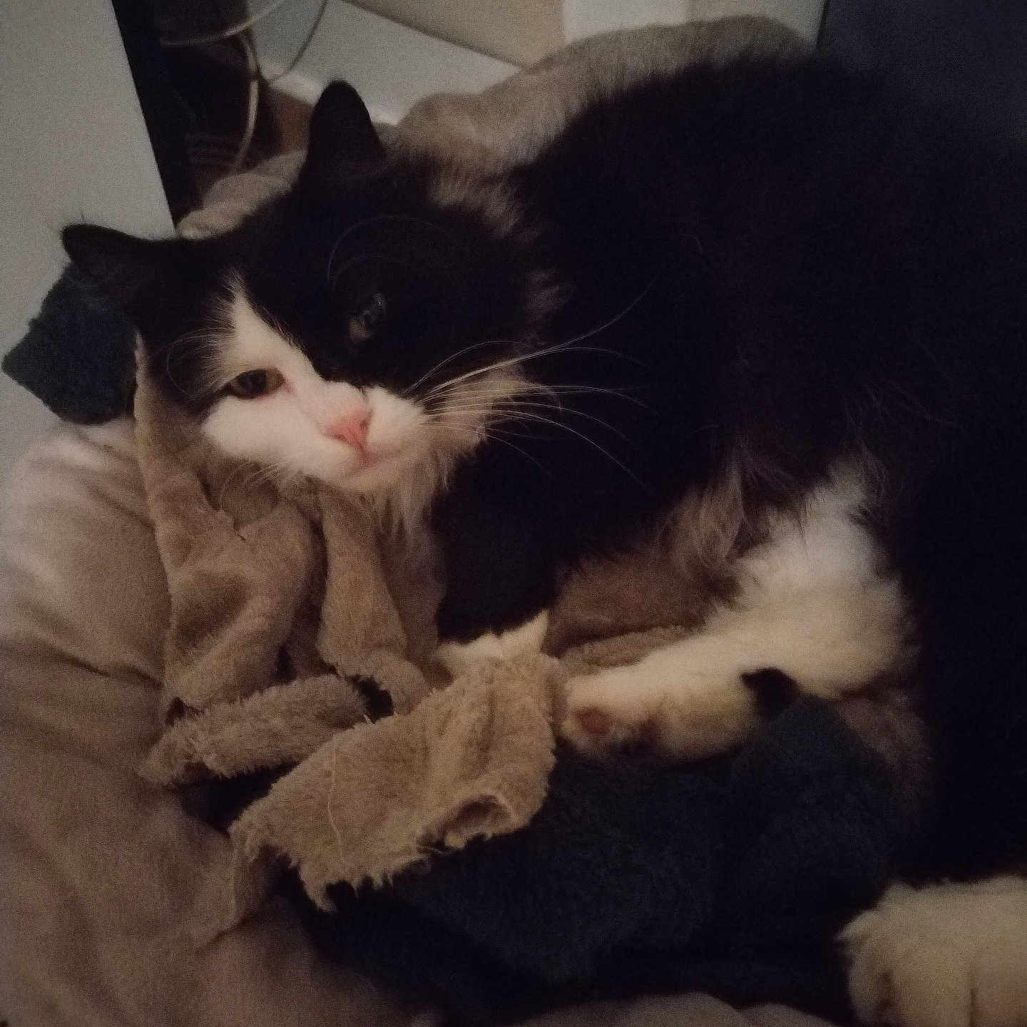 Djamal participe au concours pour gagner de l'argent avec cette photo : abyssinian, animal, architecture, armchair, blanket, building, cat, chair, couch, cushion, furniture, homedecor, indoors, kitten, livingroom, manx, person, pet, room, sleeping