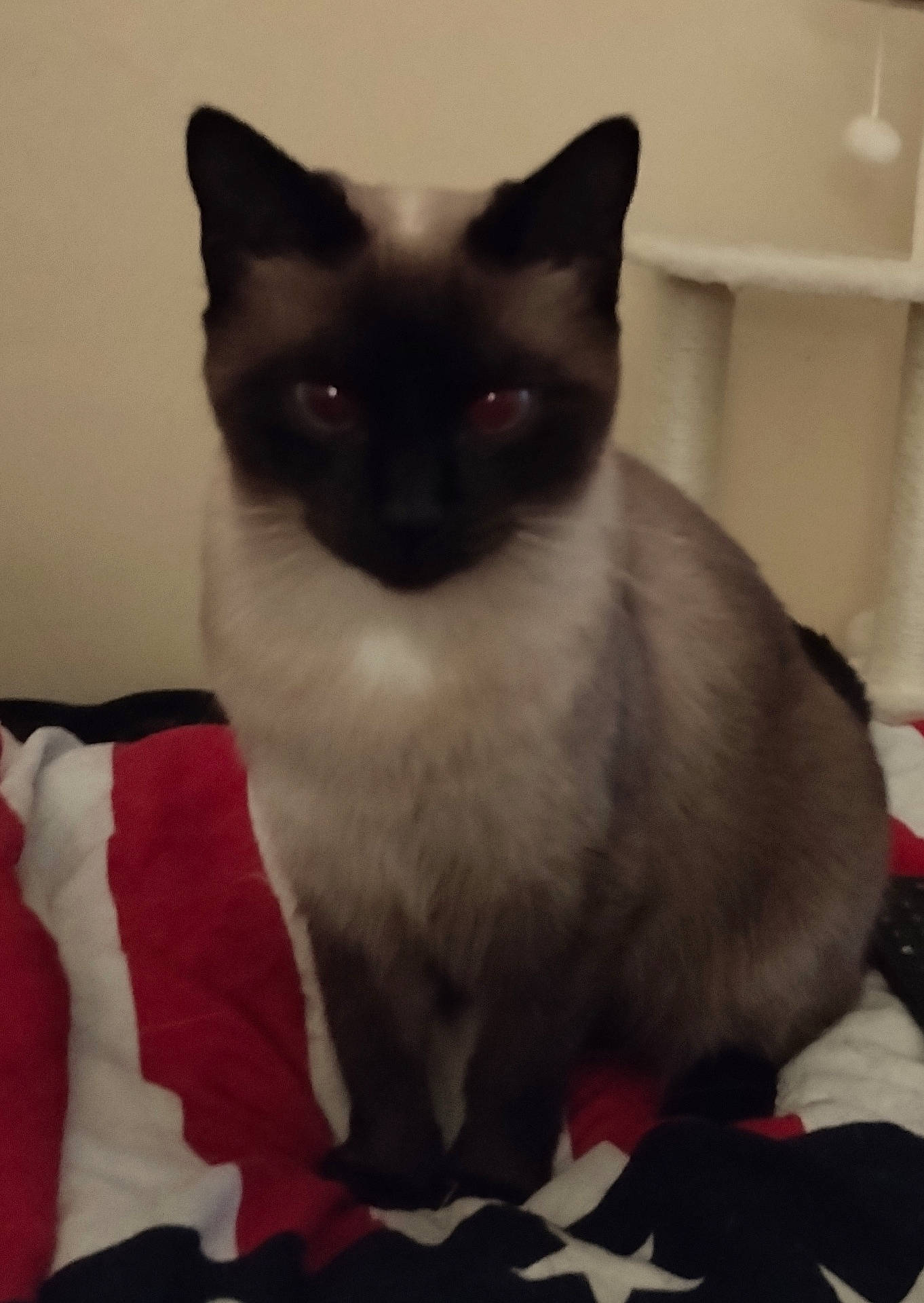 Pupuce participe au concours pour gagner de l'argent avec cette photo : animal, cat, kitten, manx, pet, siamese