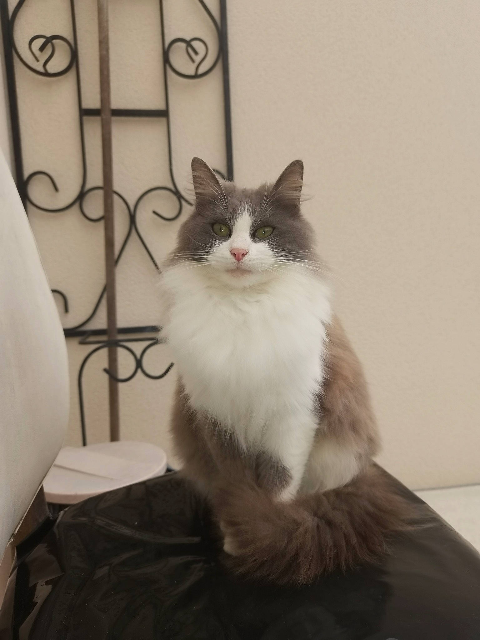 Minette participe au concours pour gagner de l'argent avec cette photo : box, british_longhair, carnivore, cat, comfort, domestic_short_haired_cat, felidae, flooring, fur, grey, hardwood, maine_coon, paw, sitting, small_to_medium_sized_cats, snout, tail, whiskers, window, wood