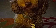 Sansa is registered to the contest to win money with this photo: dog, pet, indoor, carpet, curly_fur, brown_fur, collar, tag, cute, animal, mammal, sitting, looking, portrait, domestic_animal, companion, furry, canine, household, calm
