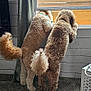 Sansa is registered to the contest to win money with this photo: dog, dogs, window, curious, indoor, carpet, fluffy, pets, tails, standing, looking, brown, beige, furry, home, curtain, shelf, natural_light, animal, companions
