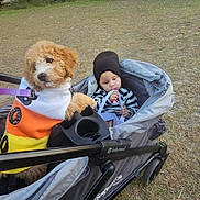 Lilly joined the competition — help win amazing prizes! dog, puppy, child, toddler, stroller, outdoor, grass, tent, clothing, beanie, sweater, toy, baby, face, pet, cute, playful, leisure, event, nature