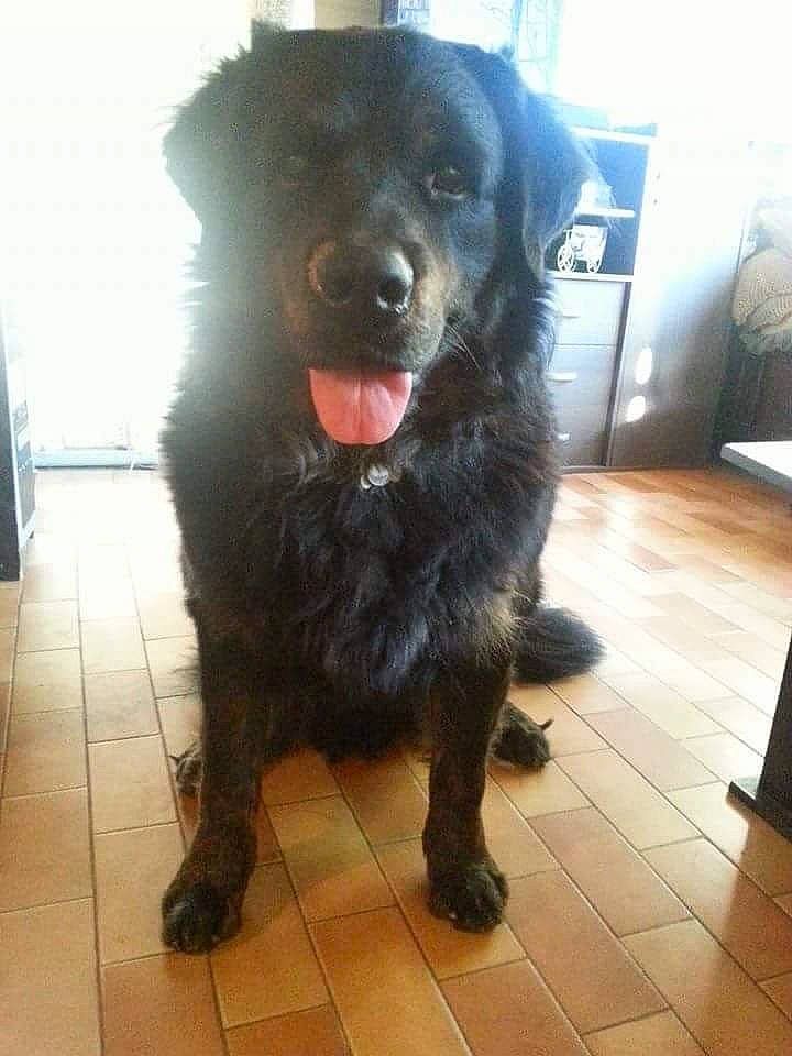 Bob participe au concours pour gagner de l'argent avec cette photo : ancient_dog_breeds, borador, cabinetry, carnivore, chest_of_drawers, companion_dog, dog, dog_breed, flooring, fur, giant_dog_breed, guard_dog, himalayan_sheepdog, snout, sporting_group, tail, television, whiskers, working_animal, working_dog