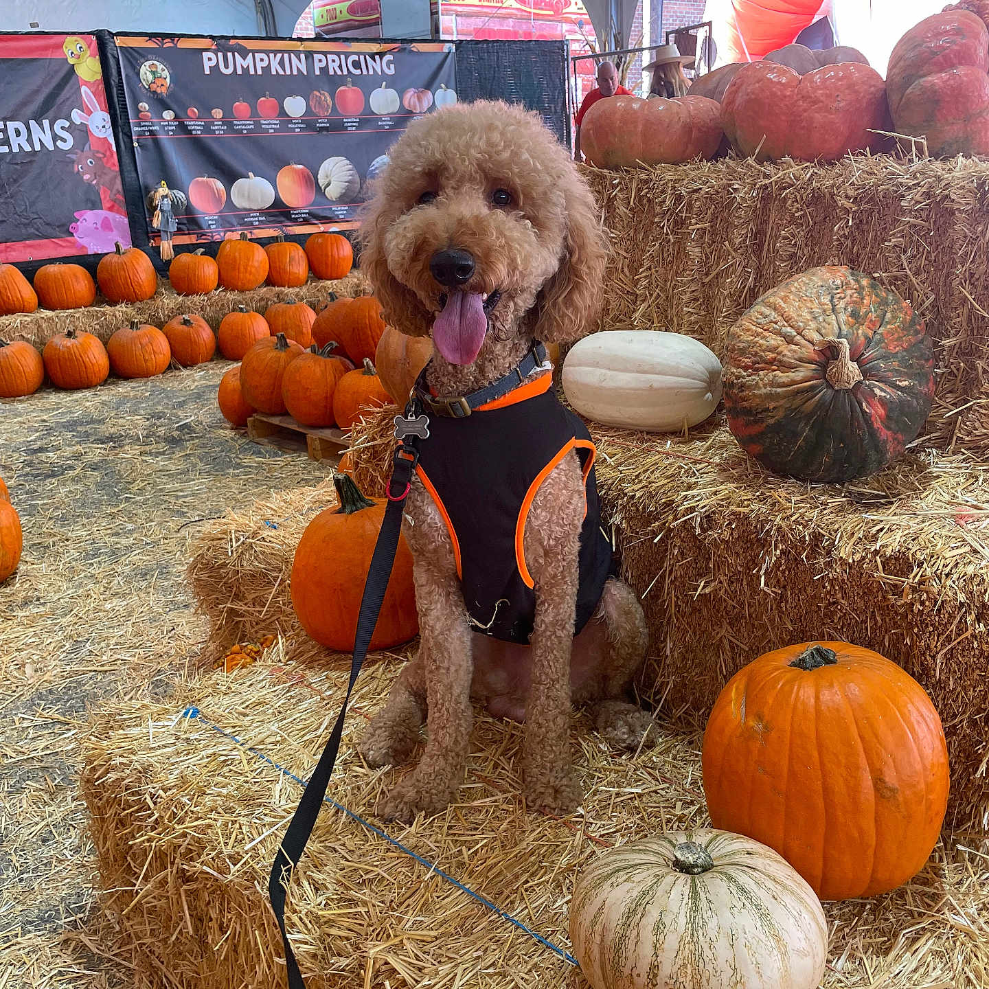 Leo joined the competition — help win amazing prizes! animal, architecture, building, canine, dog, face, food, head, outdoors, person, pet, photography, plant, portrait, produce, pumpkin, puppy, shelter, squash, vegetable