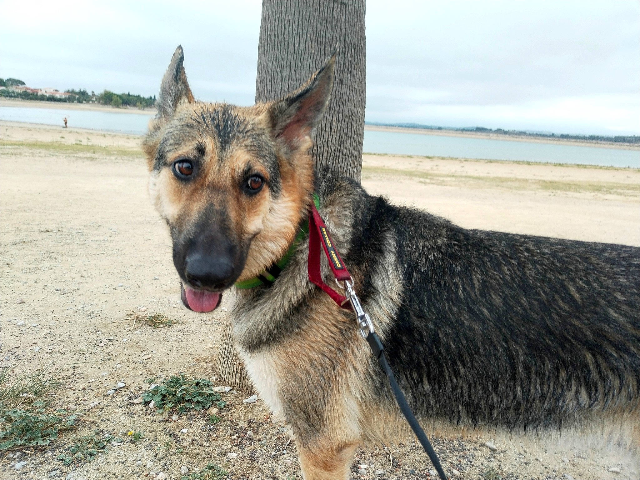 Enka a rejoint le concours — aidez-le/la à gagner de superbes lots ! canidae, carnivore, cloud, collar, dog, dog_breed, east_european_shepherd, fawn, german_shepherd_dog, herding_dog, king_shepherd, old_german_shepherd_dog, pet_supply, plant, sky, snout, sporting_group, tree, wood, working_animal