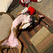 Wilmagirl joined the competition — help win amazing prizes! animal, belly_up, boxer, brown, cozy, cute, dog, dog_bed, floor, indoor, lying_down, mammal, pet, playful, relaxed, rug, sock_monkey, stuffed_animal, toy, white