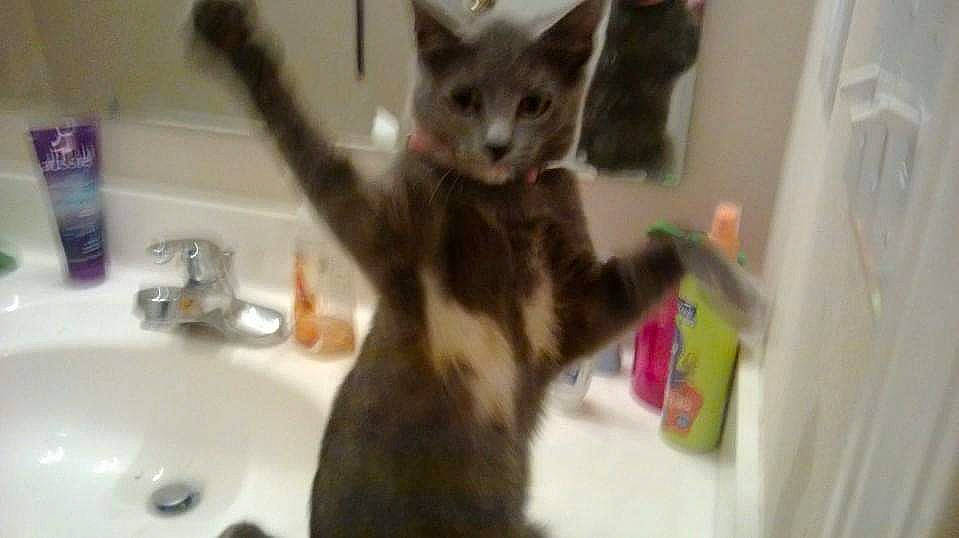 Alley is registered to the contest to win money with this photo: asian, carnivore, cat, domestic_short_haired_cat, european_shorthair, felidae, german_rex, kitten, mammal, polydactyl_cat, russian_blue, small_to_medium_sized_cats, snout, tabby_cat, whiskers