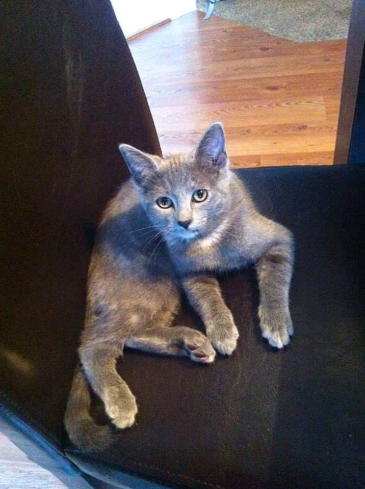 Alley is registered to the contest to win money with this photo: british_shorthair, carnivore, cat, chartreux, domestic_short_haired_cat, european_shorthair, fawn, felidae, kitten, korat, mammal, nebelung, russian_blue, small_to_medium_sized_cats, vertebrate, whiskers