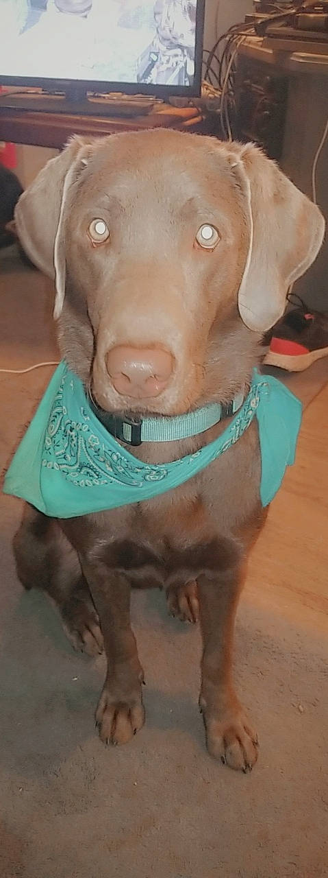 Sky is registered to the contest to win money with this photo: canidae, carnivore, collar, companion_dog, dog, dog_breed, dog_collar, dog_supply, fawn, fur, hunting_dog, liver, pet_supply, puppy, snout, sporting_group, terrestrial_animal, whiskers, working_animal