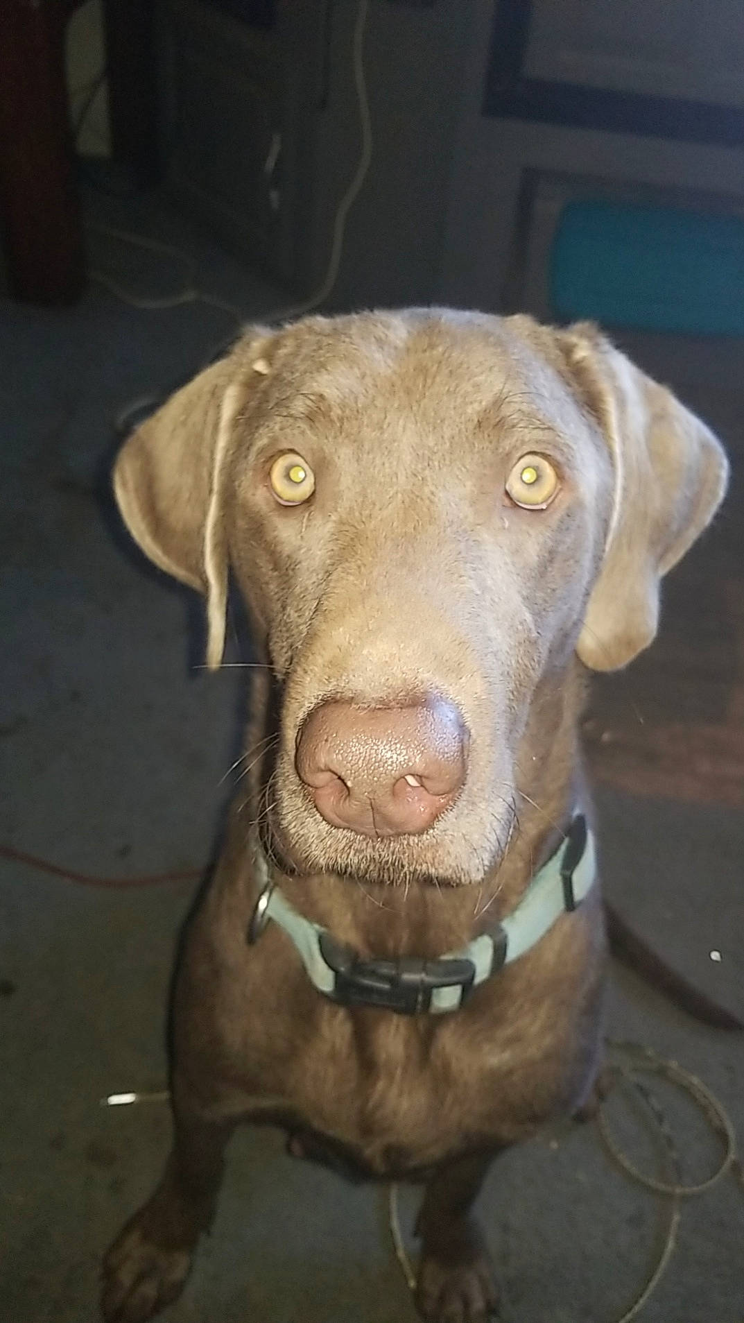 Sky joined the competition — help win amazing prizes! borador, canidae, carnivore, collar, companion_dog, dog, dog_breed, dog_collar, ear, fawn, fur, gun_dog, hunting_dog, labrador_retriever, liver, pet_supply, snout, sporting_group, whiskers, working_animal