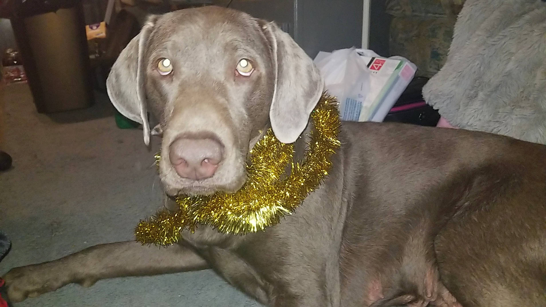 Sky joined the competition — help win amazing prizes! borador, canidae, carnivore, collar, companion_dog, dog, dog_breed, dog_collar, fawn, gun_dog, hunting_dog, labrador_retriever, liver, pet_supply, retriever, snout, sporting_group, terrestrial_animal, whiskers, working_animal